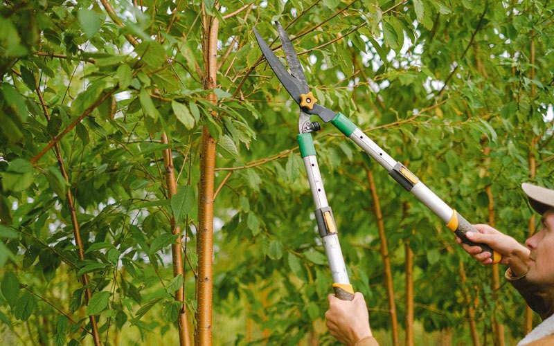 Tree trimming in Comfrey, MN